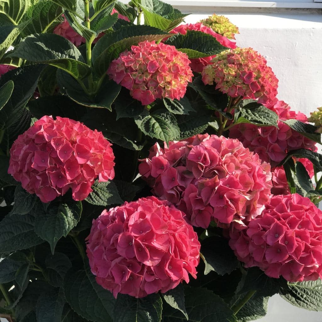 Гортензия крупнолистная Интенс Седакшэн